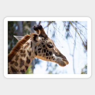 Giraffe Portrait Sticker